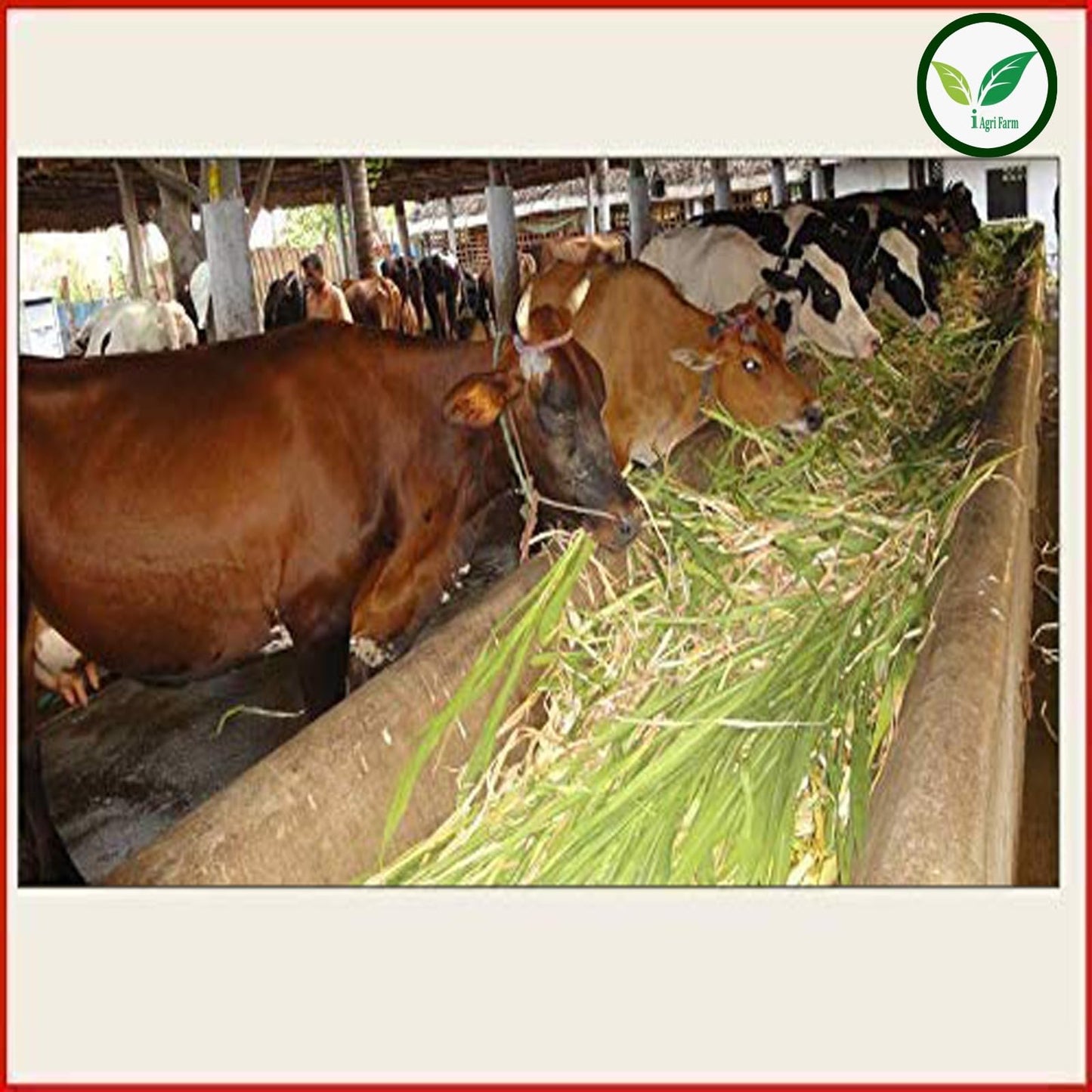 इग्रिफार्म सुपर नेपियर घास के बीज - 500 ग्राम (लगभग 8000 बीज) / उच्च उपज बारहमासी मल्टीकट चारा घास के बीज - मवेशियों के लिए चारागाह और सिलेज के लिए