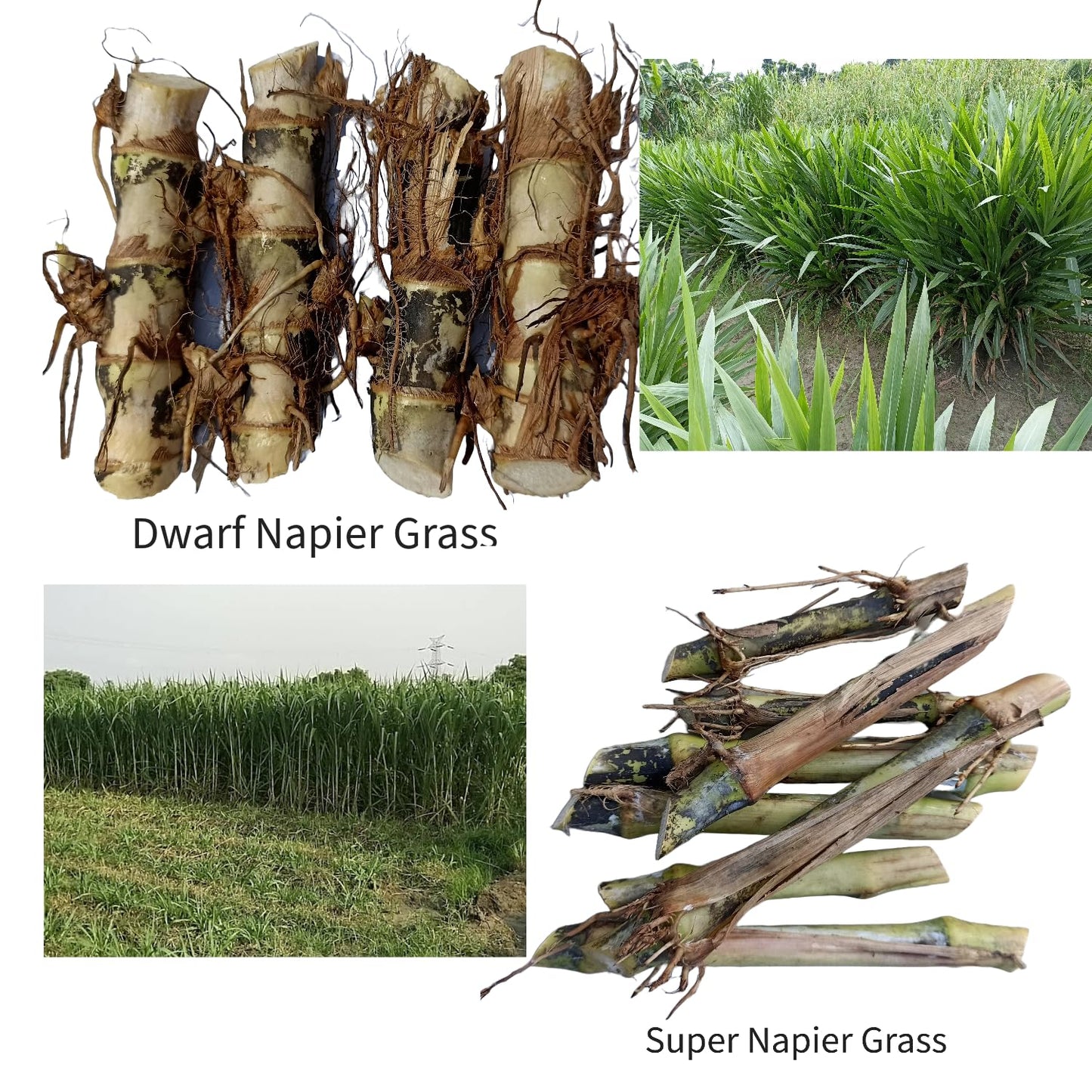 N.G.M.AGROCARE Dwarf Napier and Super Napier Grass Stick, Each 10 Total 20 Fresh Stick