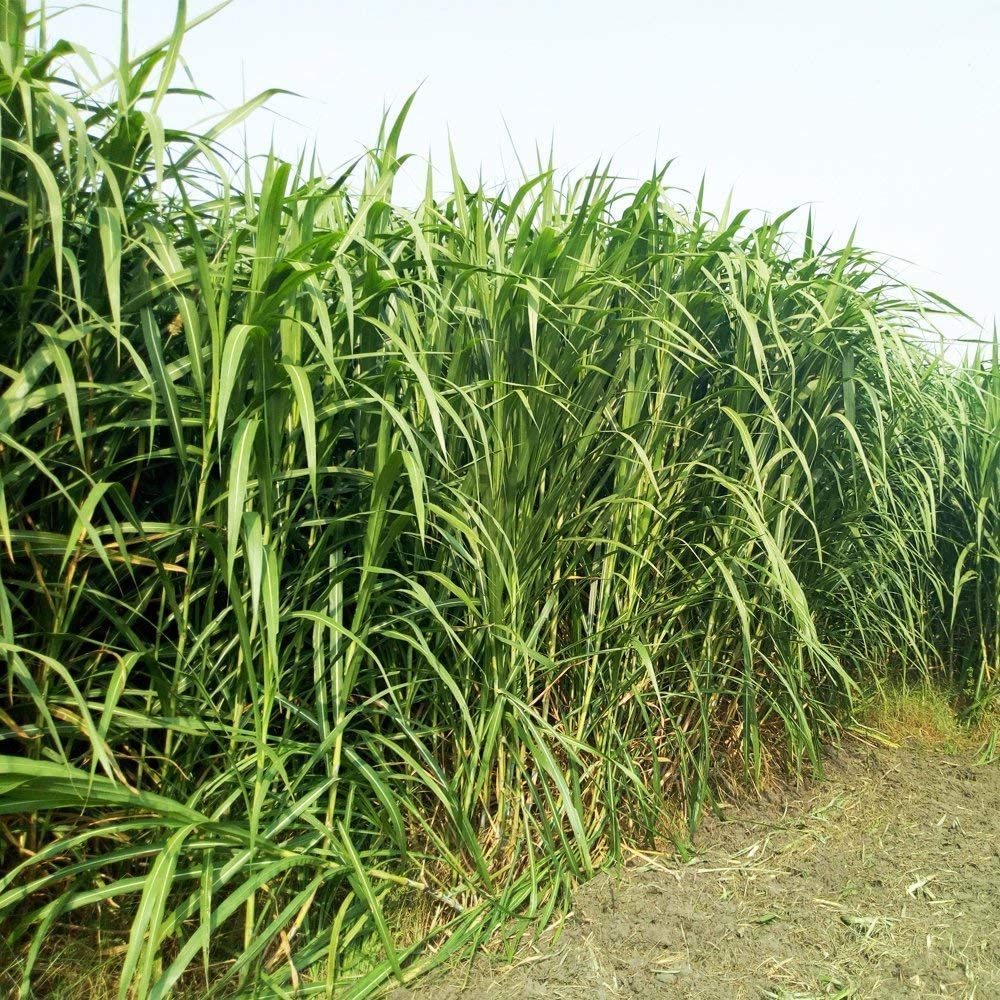 सुपर नेपियर (40 तुकडा) | स्मार्ट नेपियर (10 तुकडा) | Dhn-6 (30 तुकडा) | ऑस्ट्रेलियन रेड नेपियर (10 तुकडा) | मका क्रॉस नेपी (10 पीस) टोल 100 पीस मल्टी-कट नेपियर कॉम्बो लागवडीसाठी