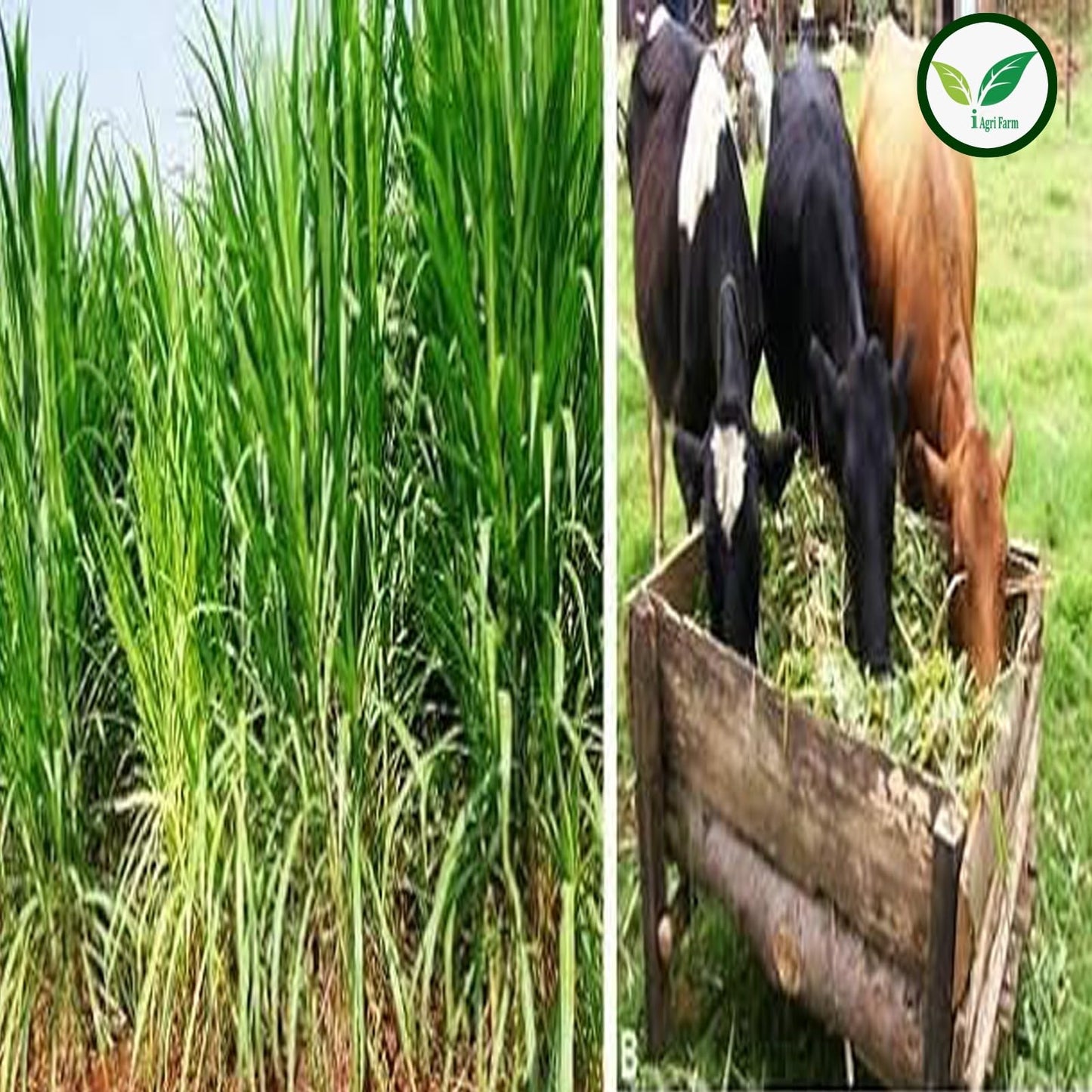 इग्रिफार्म सुपर नेपियर घास के बीज - 500 ग्राम (लगभग 8000 बीज) / उच्च उपज बारहमासी मल्टीकट चारा घास के बीज - मवेशियों के लिए चारागाह और सिलेज के लिए