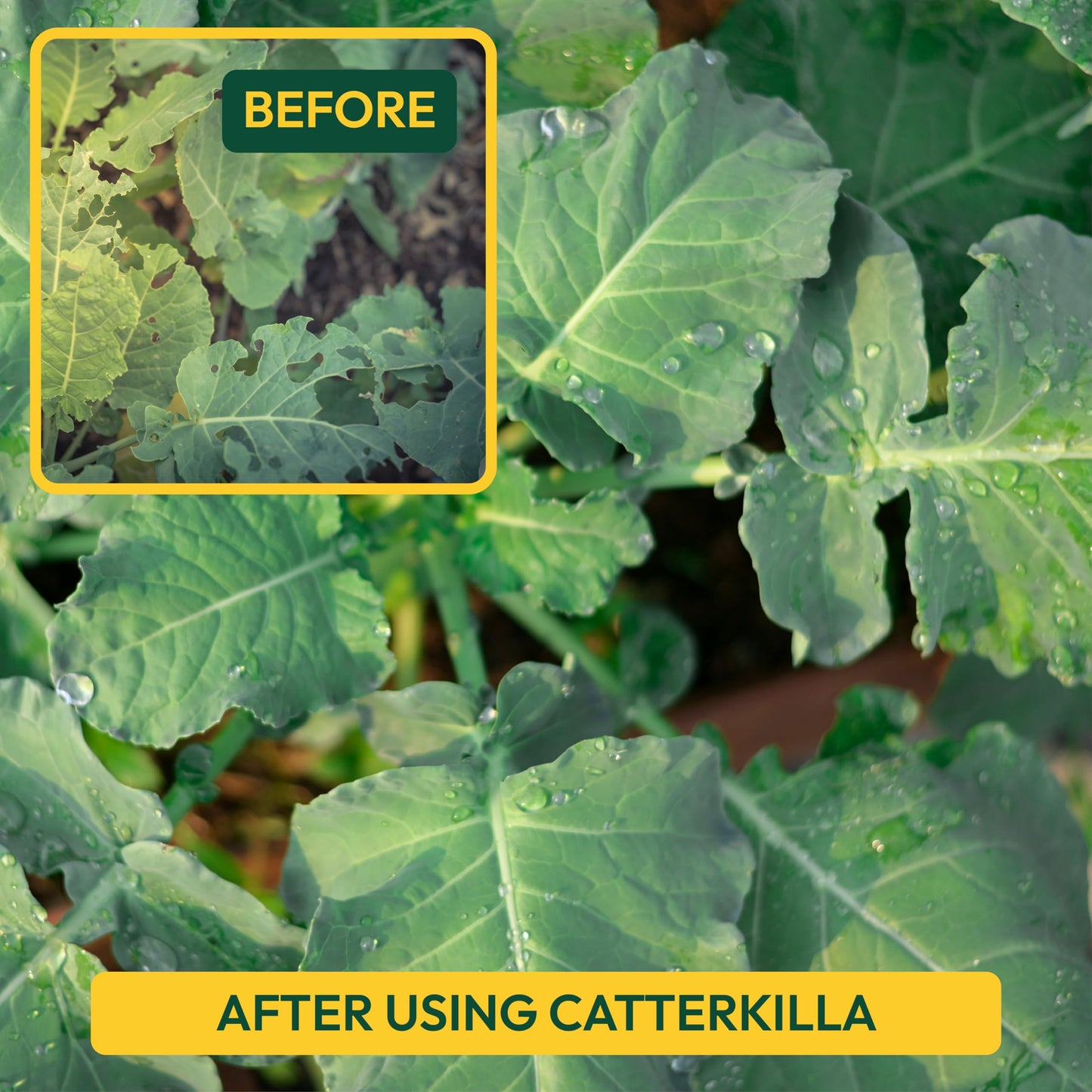 UGAOO Caterkilla Caterpiller Killer and Repellent for Plants, Garden | DIY Concentrate Solution (100 ML)
