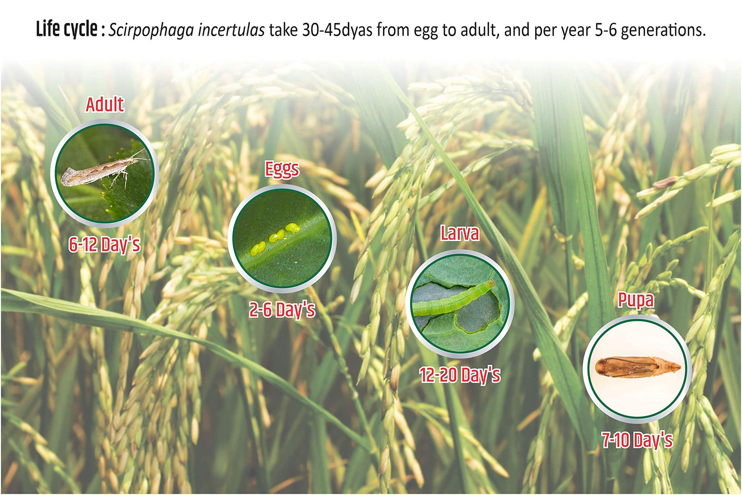 YSB life cycle