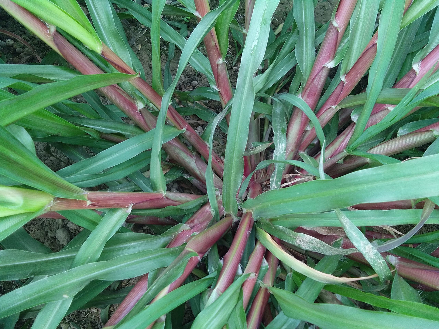 N.G.M. AGROCARE- COCN4 HYBRID MULTI-CUT NAPIER GRASS for Animal Husbandry & Poultry farming green tasty fodder specially for goat farming double nodes slips for cultivation (Pack of 25 Nos.)