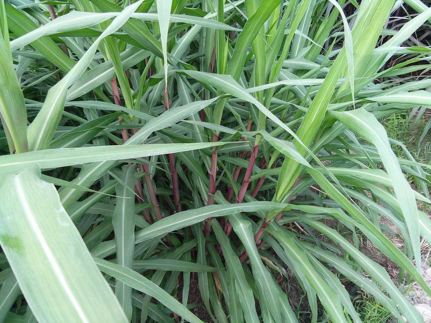 N.G.M. AGROCARE- COCN4 HYBRID MULTI-CUT NAPIER GRASS for Animal Husbandry & Poultry farming green tasty fodder specially for goat farming double nodes slips for cultivation (Pack of 25 Nos.)