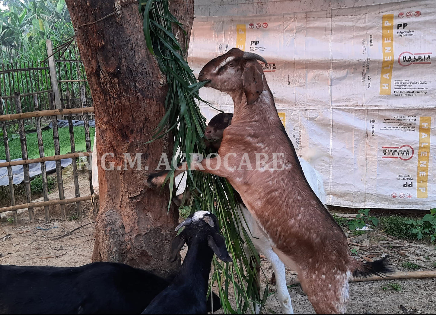 N.G.M. AGROCARE- COCN4 HYBRID MULTI-CUT NAPIER GRASS for Animal Husbandry & Poultry farming green tasty fodder specially for goat farming double nodes slips for cultivation (Pack of 25 Nos.)