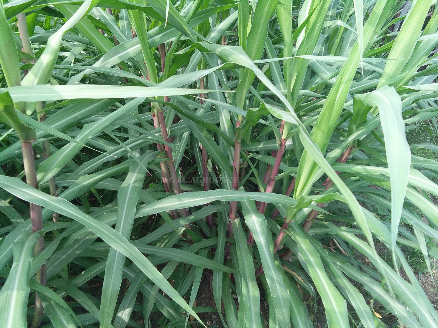 N.G.M. AGROCARE- COCN4 HYBRID MULTI-CUT NAPIER GRASS for Animal Husbandry & Poultry farming green tasty fodder specially for goat farming double nodes slips for cultivation (Pack of 25 Nos.)