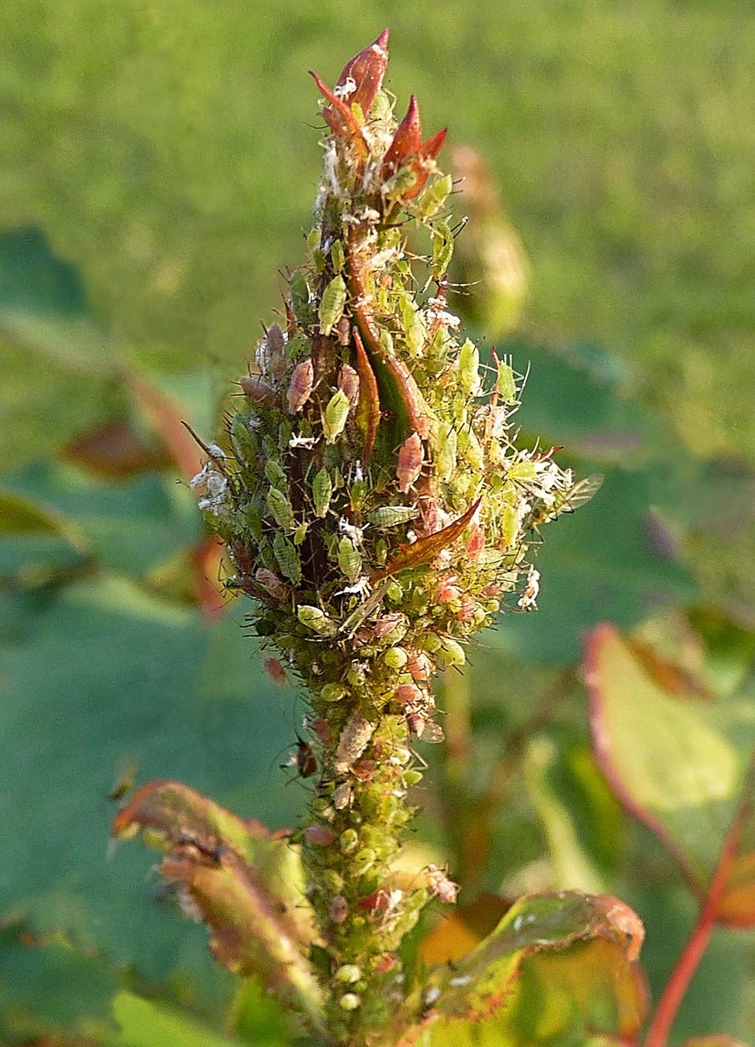 how to control aphide on rose plants?