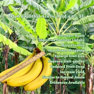 big banana
