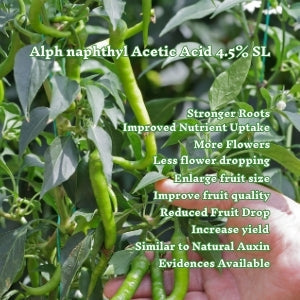 yield increase in chilli