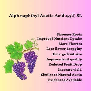 increase berry size in grape