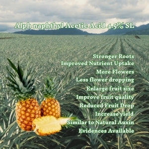 enhance pinaple size