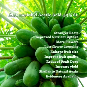 more papaya per plant