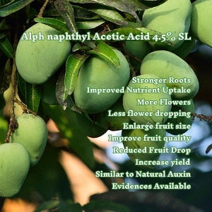 how to increase mango yield