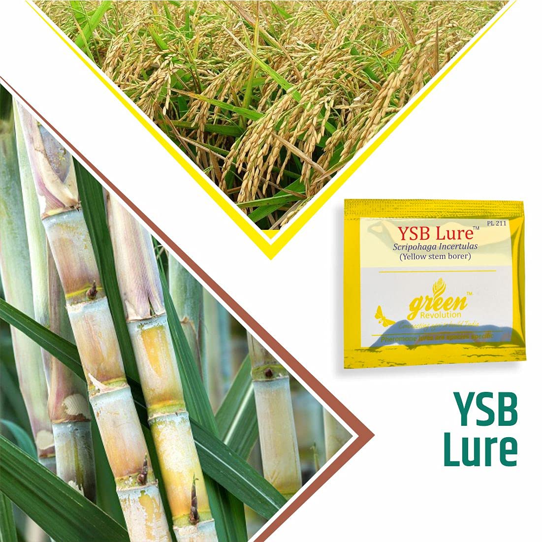 YELLOW STEM BORER PRICE