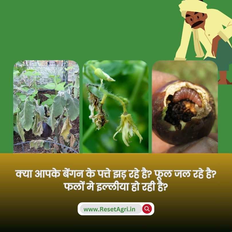 अपने बैंगन की फसल को बचाएं: बिना प्लास्टिक, मुनाफ़ा बढ़ाने वाला समाधान!