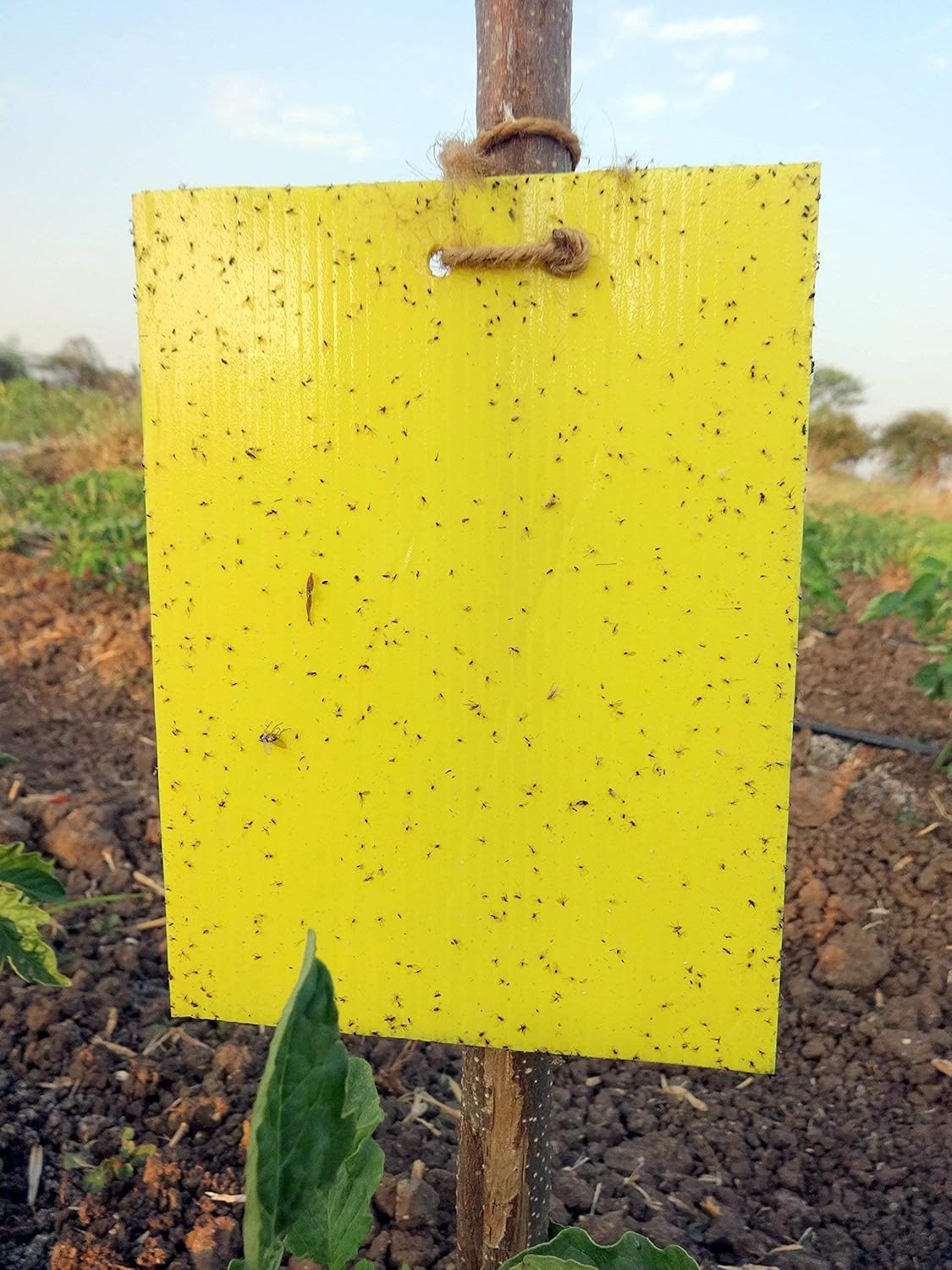 demonstration of sticky traps