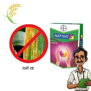 yellow rust disease control