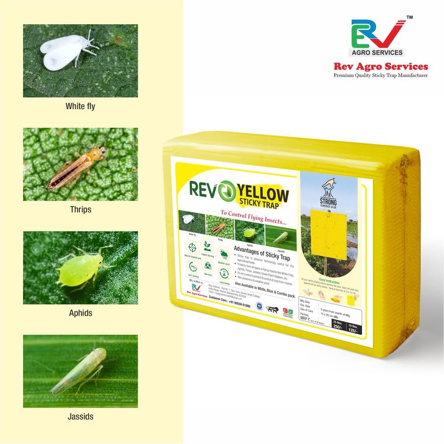 pests catch on sticky traps