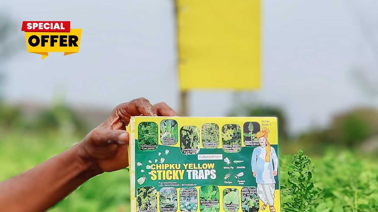 चिपचिपा पैड 25 नं