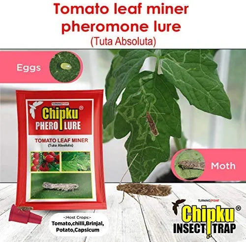 Leaves affected by tomato leaf miner
