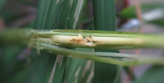 stem borer in rice