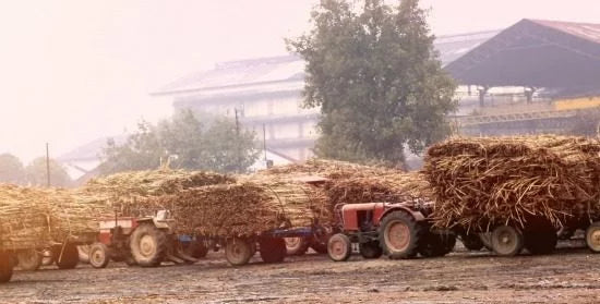 vitarko maize