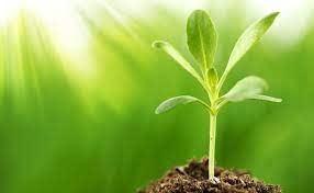 Krishi Rasayan Exports Pvt. Ltd Krishaj Paushak Super, Plant Growth Regulator For All Crops (100Ml), Liquid