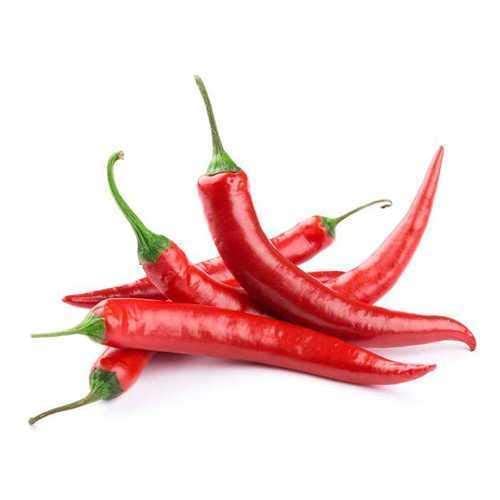 ARS2 Vegetable Seeds HYBRID RED CHILLI SEEDS FOR HOME GARDENING (100 gms)