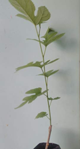 PlantaZee GREEEN Earth Shahtoot Malperi Mulberry Live Fruit Plant