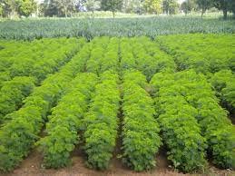दशरथ गवताचे बियाणे 1 KGS