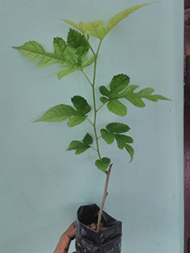 PlantaZee GREEEN Earth Shahtoot Malperi Mulberry Live Fruit Plant