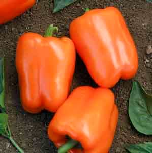 Radha Krishna Agriculture® Imported Capsicum Vegetable Seeds | Orange Capsicum Seed For Your Home Garden Pack of 50 Gram Seeds