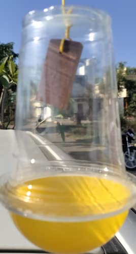 फ्रूट फ्लाई ट्रैप