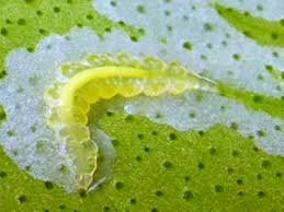 tomato leaf miner eats chlorophyll