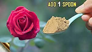 SAPRETAILER Organic Rock Phosphate Essential Fertilizer All Purpose Crushed Powder for Fruiting and Flowering Plants 1Kg