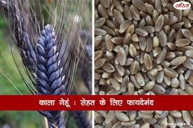 गेहूं काला गेहूं 2900 ग्राम साबुत अनाज गेहु/गेन्हु/गेहुन गोधुमा गोधि गीताम्प गहु कोतुमाई घ'उम गामा प्राकृतिक रूप से उगाया गया, एंटी-ऑक्सीडेंट, कम ग्लूटेन सूक्ष्म पोषक तत्वों से भरपूर काला साबुत गेहुं