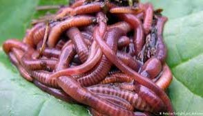 earthworms