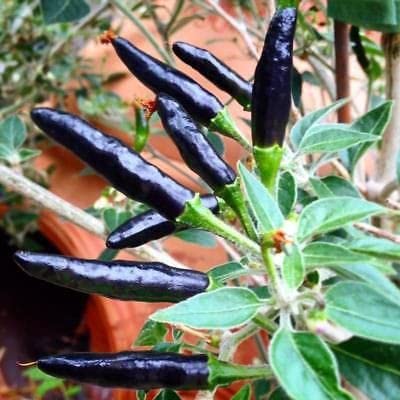 Radha Krishna Agriculture® Imported cherry Chilli seeds |vegetable seeds For Your Home & kitchen Gardening Pack of 5 grm