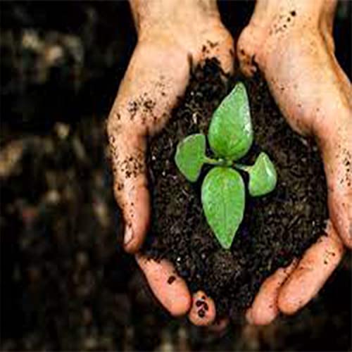 KNR Phosphate Rich Organic Manure (PROM) - 900 Gm Pack | Oranic Fertilizer for Plant and Gardening - 900 Gm