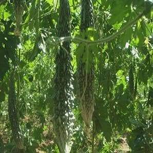 karela seeds for farmers