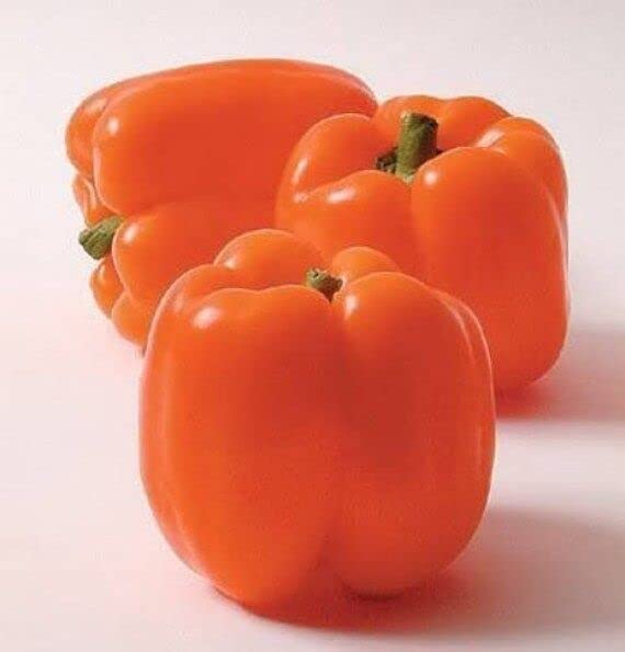 Radha Krishna Agriculture® Imported Capsicum Vegetable Seeds | Orange Capsicum Seed For Your Home Garden Pack of 50 Gram Seeds