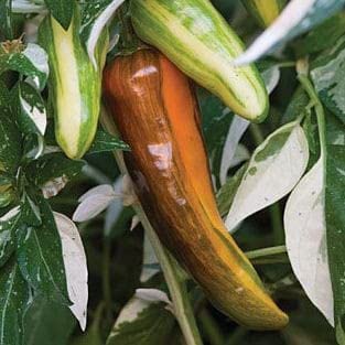 Radha Krishna Agriculture® Imported cherry Chilli seeds |vegetable seeds For Your Home & kitchen Gardening Pack of 5 grm