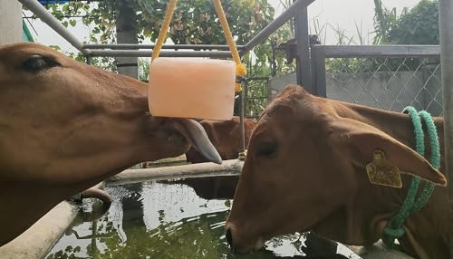 जोसन ब्रदर्स हिमालयन साल्ट लिक नेचुरल मिनरल ब्लॉक ऑन रोप 2 Kg - घोड़ों, मवेशियों और लाइव स्टॉक के लिए बढ़िया - लंबे समय तक चलने वाला - पिंक साल्ट लिक सिलेंडर आकार (1 का पैक)