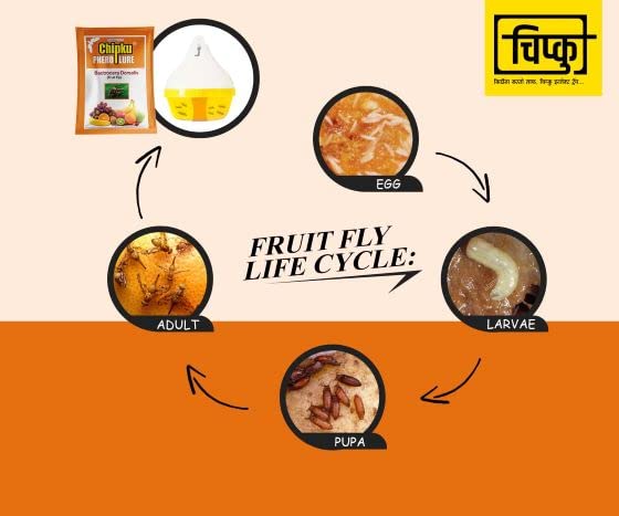 चिपकू- मैक्स प्लस फेरोमोन फ्रूट फ्लाई ट्रैप मैक फिल ट्रैप फ्रूट फ्लाई फेरोमोन ल्यूर (बैक्टोसेरा डोर्सालिस) के साथ फलों की फसलों के लिए 50 का पैक