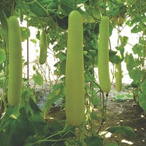 एडवांटा गोल्डन सीड सुनंद हाईब्रिड एफ1 शॉर्ट बॉटल लौकी के बीज 50 ग्राम - लौकी