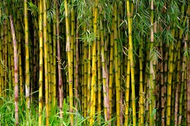 SRI SAI FORESTRY बागकामासाठी बांबू बियाणे, शेतीसाठी बांबू बियाणे - 100 चा पॅक