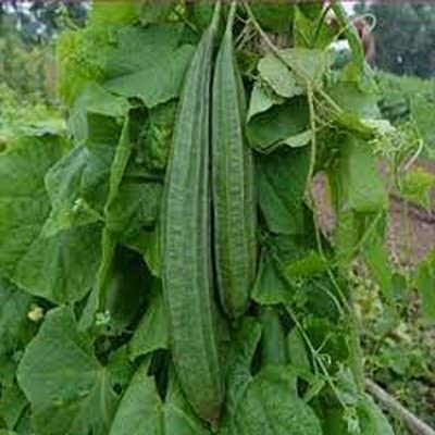 SANSAAR SEEDS रिज लौकी F1 हाईब्रिड सब्जियों के बीज घर की बागवानी के लिए गहरा हरा (100)