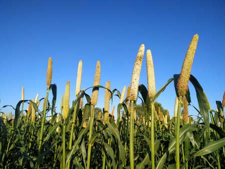 EYWA देसी बाजरा बीज (कृषि उत्पाद) बुवाई, खेती और कृषि के लिए (खेती खेती) (10 Kg)