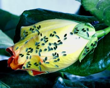 RAMCIDES THEME 250 GRAMS (Acetamiprid 20% SP Systemic Insecticide) WHITE FLIES ON HIBICUS KILLER, MOSQUITOES ON PLANT KILLER