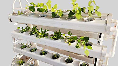 एग्रो एक्सपर्ट्स 48 प्लांटर हाइड्रोपोनिक एनएफटी किट (500 रुपये मूल्य का फ्री फ्रूट बूस्टर और हाइड्रोपोनिक्स पर फ्री कोर्स)